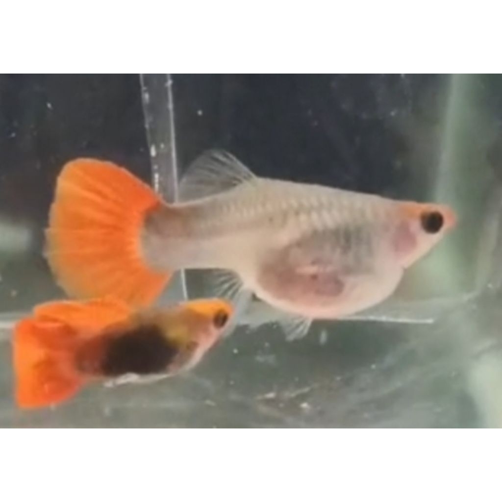 Tuxedo koi SBGB Satu Pasang Indukan Hiasan Aquarium |Ikan Hias Bozz Louhan|