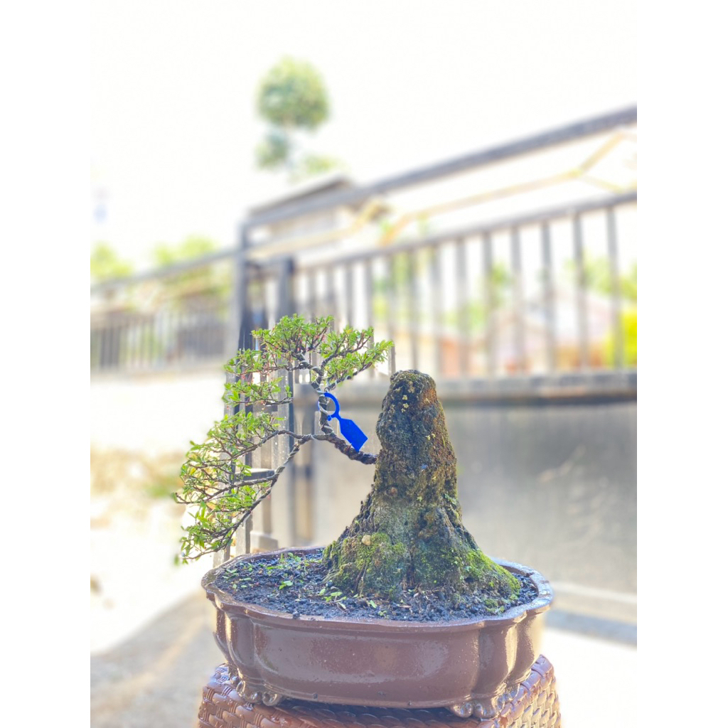 Bonsai siap pajang Cendrawasih
