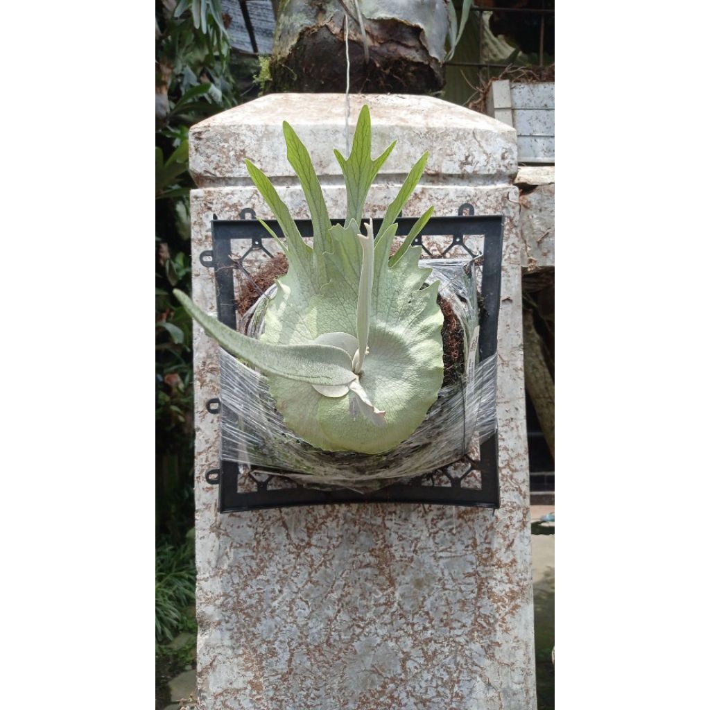 platycerium veitchii