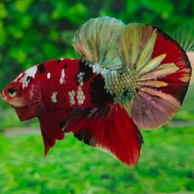 ikan cupang red koi cooper bahan cello