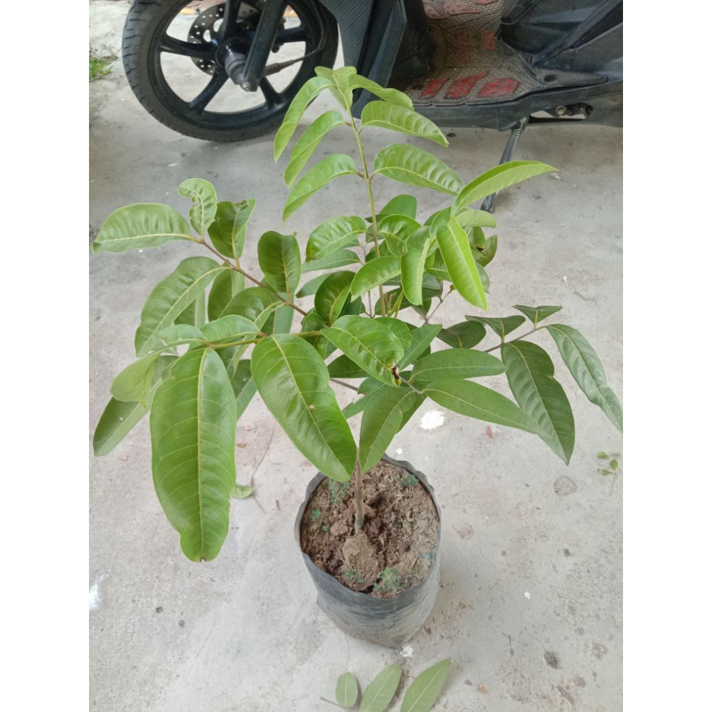 bibit kelengkeng satu jari