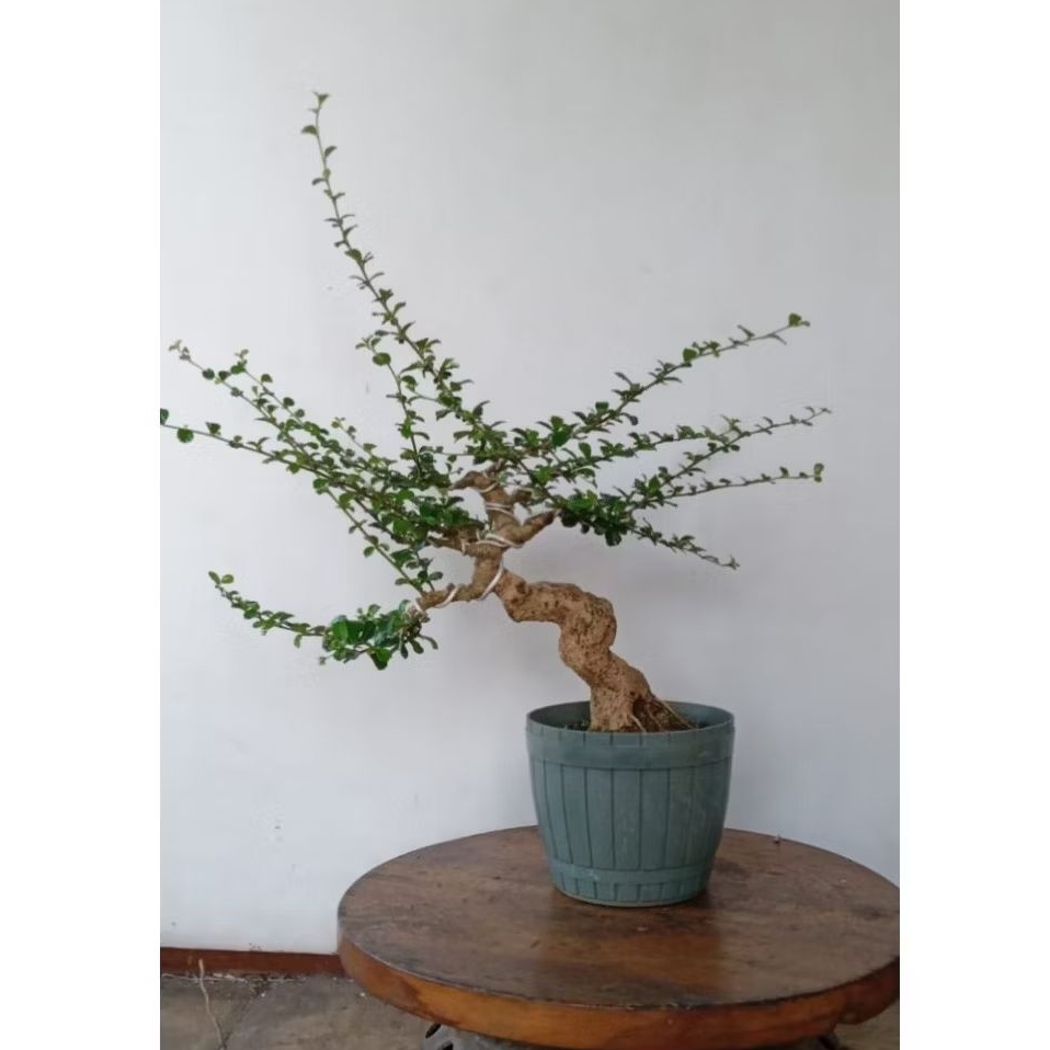 bonsai hokiantea hokianti siap pajang packing kayu