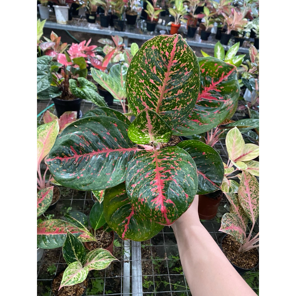 Aglaonema wulandari Black