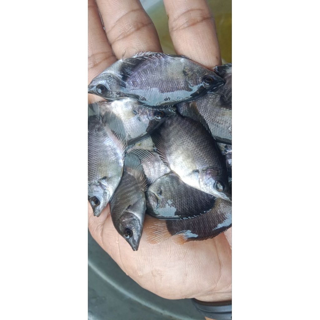 Ikan Gurame Soang Hidup Bibit Unggul ±7–10 cm – Siap Budidaya / Pembesaran