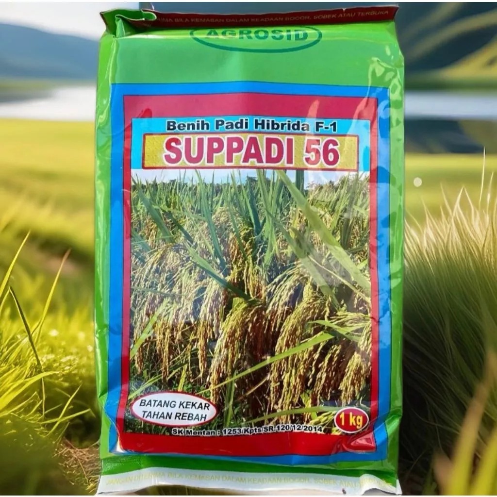 Benih Padi Hibrida SUPPADI 56 kemasan 1kg, 100% Original.