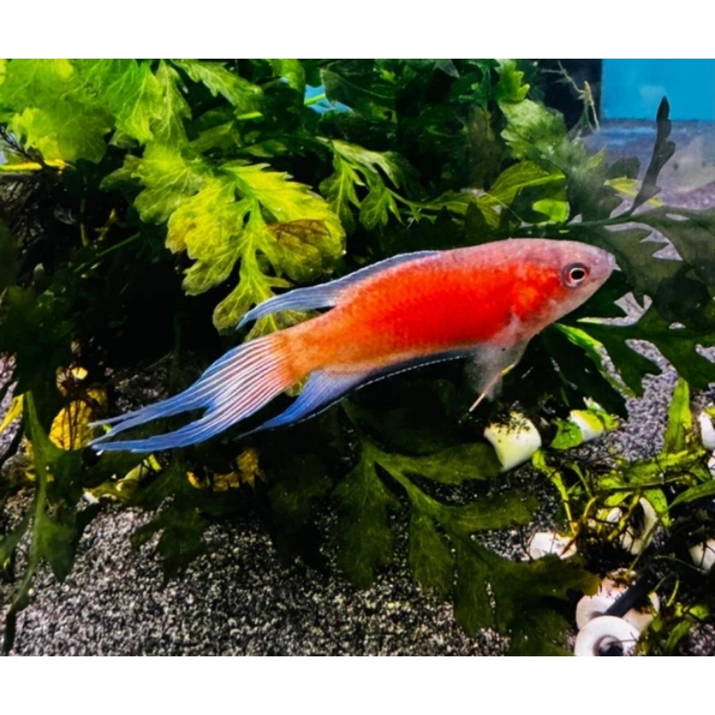 Flame Paradise - Ikan Hias Aquascape