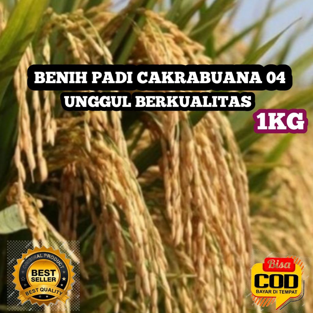 BENIH PADI UNGGUL CAKRABUANA 04 KEMASAN 1KG