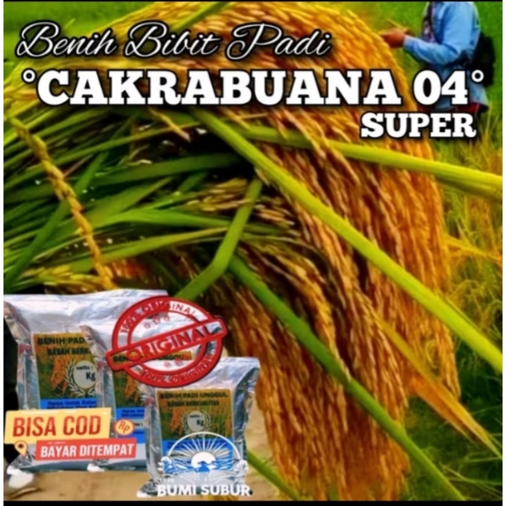 Benih bibit padi 1kg cakrabuana04 super
