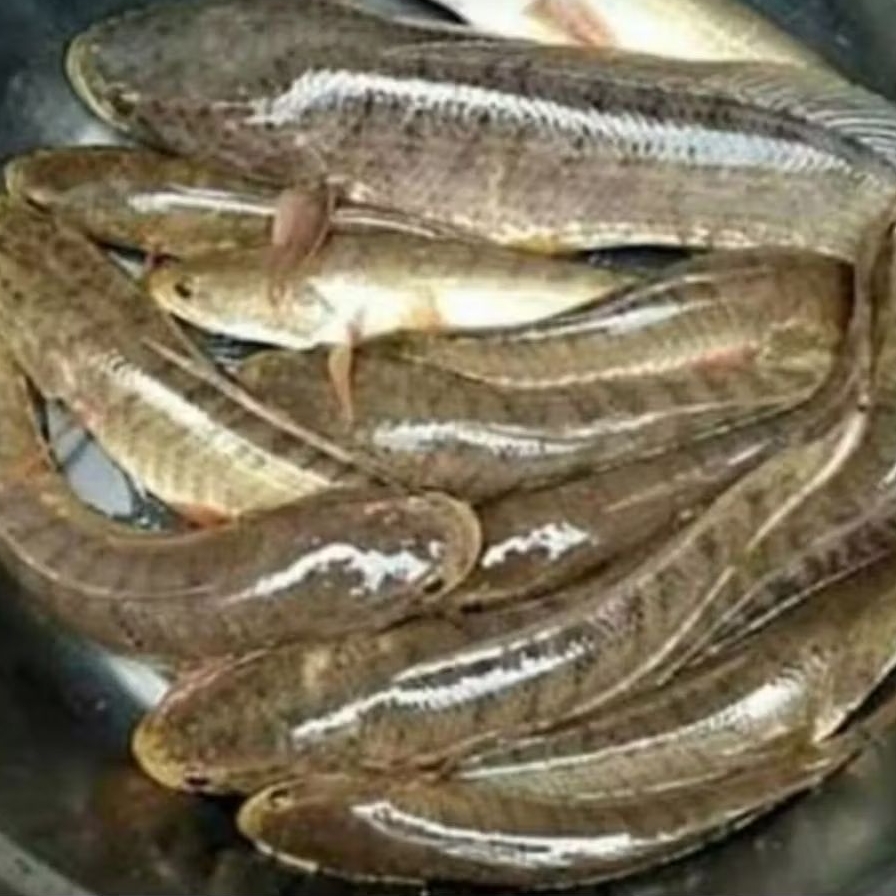 IKAN GABUS KUTUK HARUAN ALBUMIN 1KG