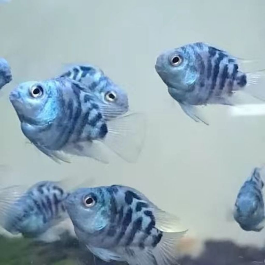 Blue Pollar Parrot - Ikan Hias