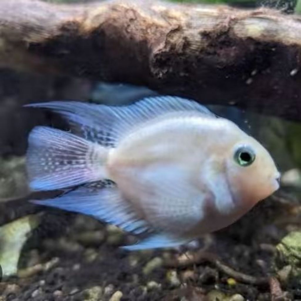 Platinum Pollar Parrot - Ikan Hias
