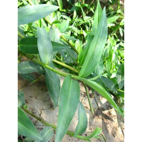 Daun Gewor Segar / Rumput Gewor Segar Herbal Alami