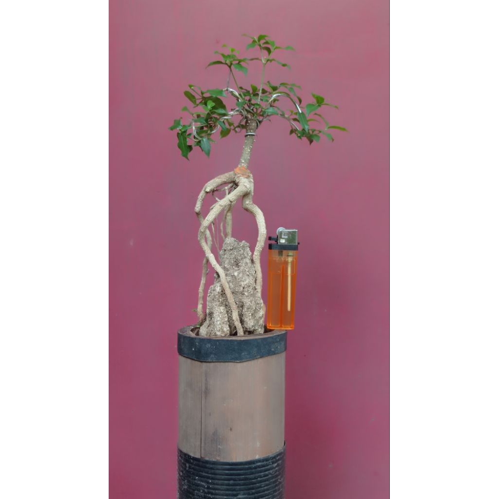 Bonsai Small Sakura mikro ekspost akar on the rock, bunga pink mame (real pic)