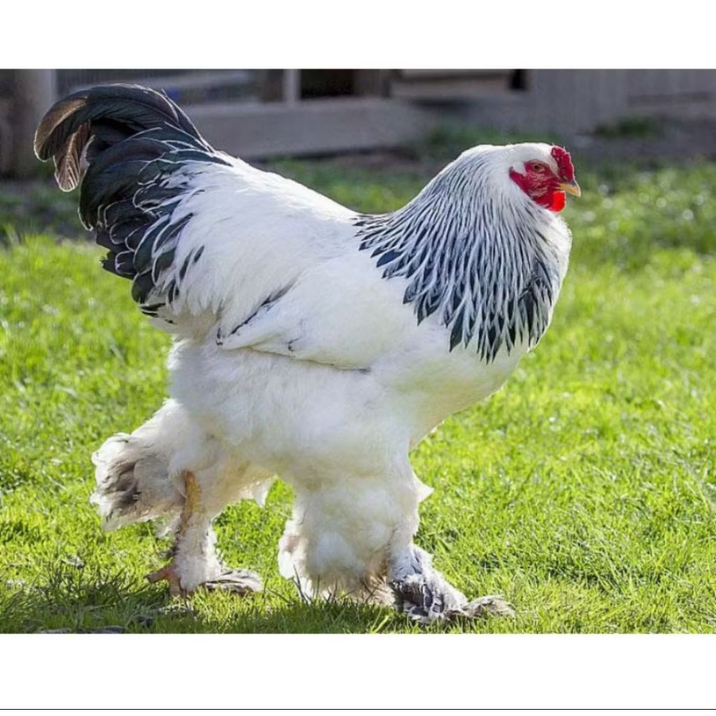Telur Fertil Ayam Hias Brahma Untuk Di Tetaskan