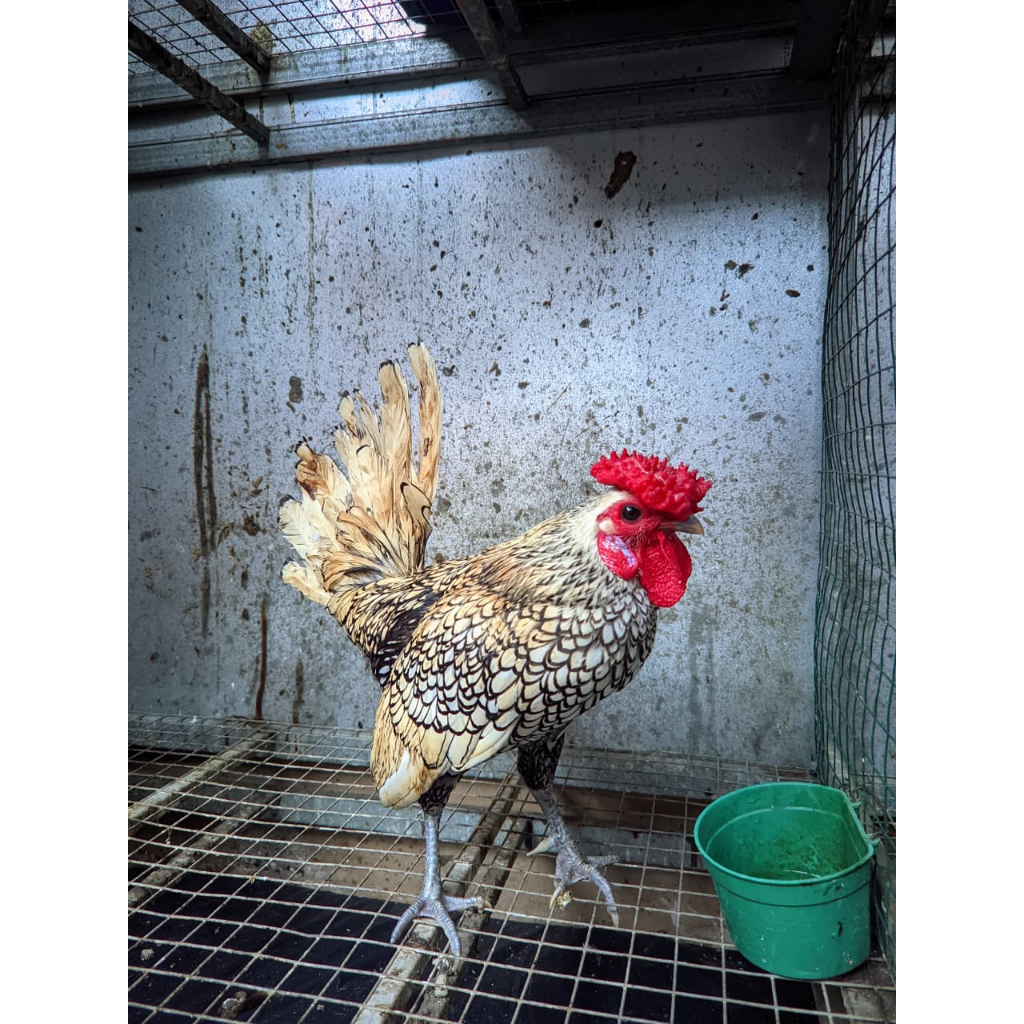 Ayam Kate Mini  Ayam Batik Hias Peliharaan