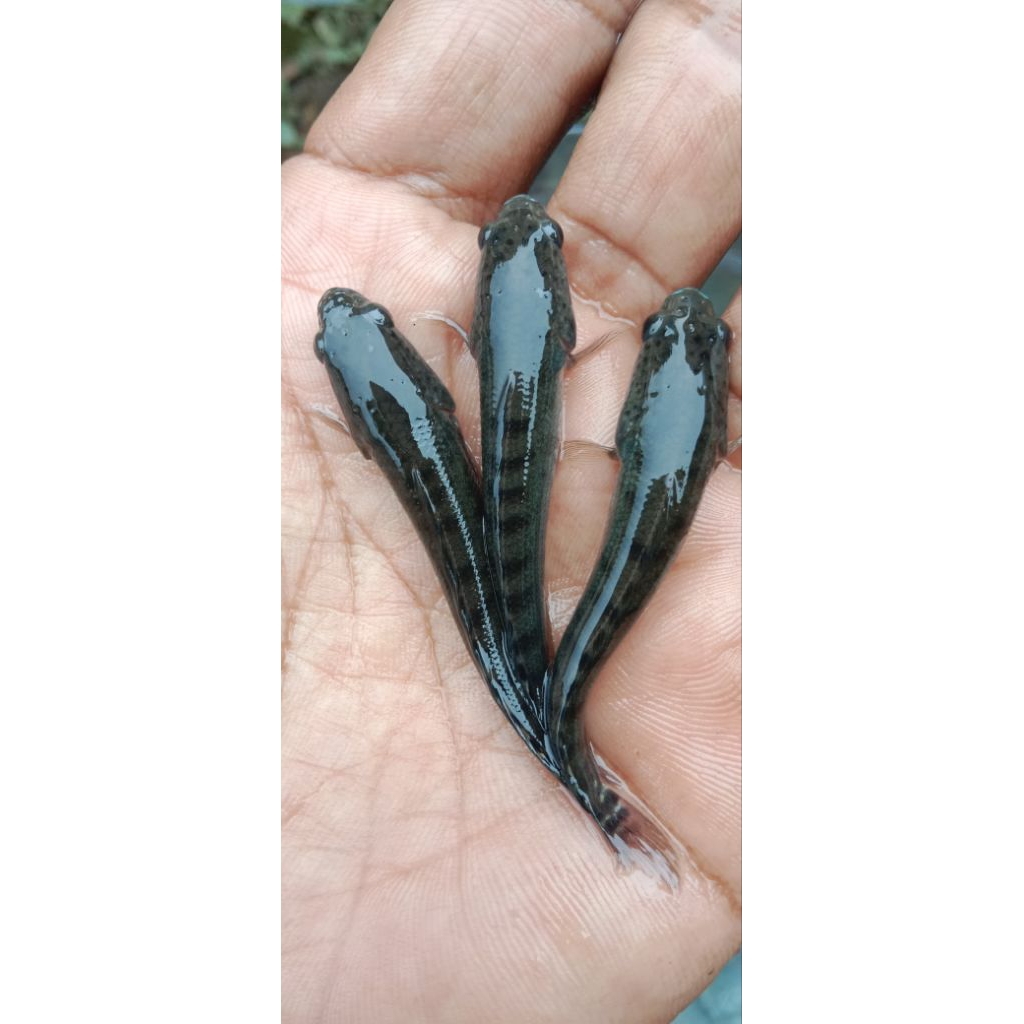 Jual Bibit Ikan Gabus Hidup 4–5 cm – Paket 200 Ekor – Sehat & Aktif