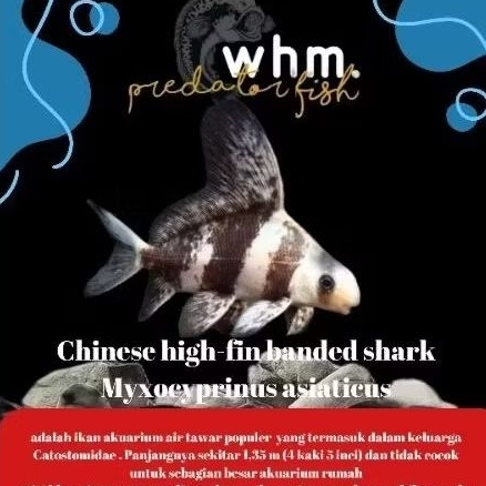Chf Chinese high-fin all size 10-12 cm (PROMO TERMURAH)