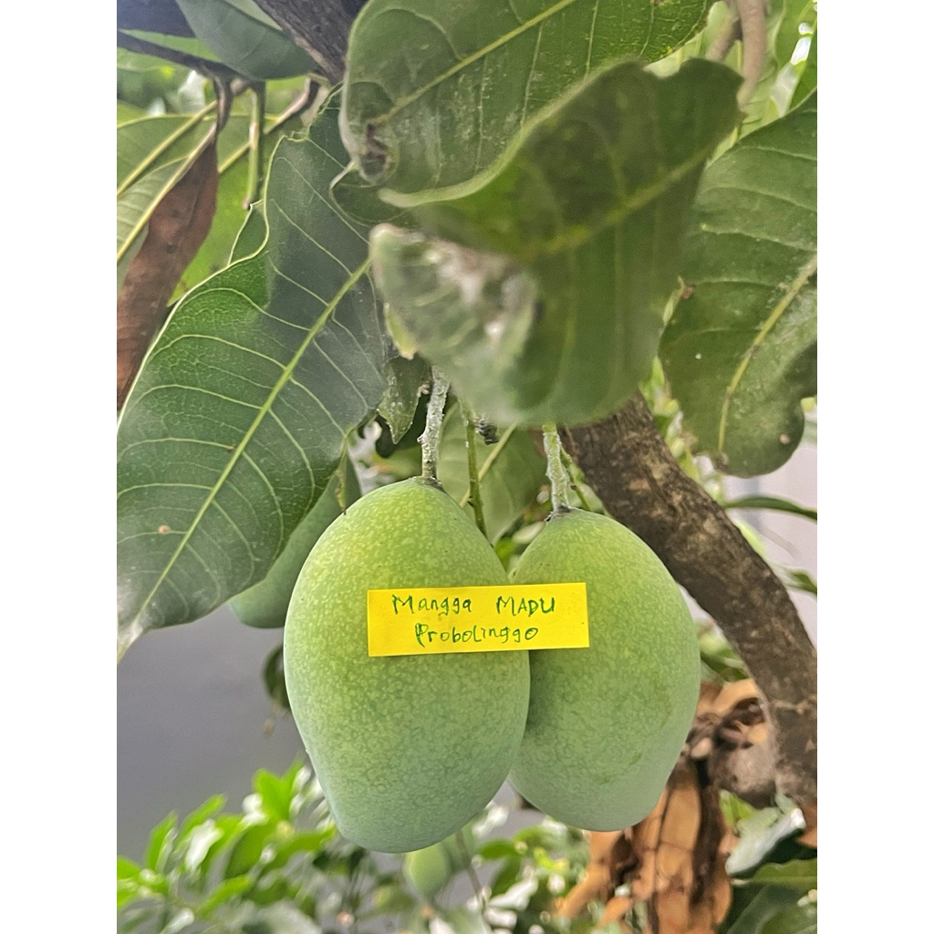 Mangga Madu Mangga Manalagi Matang Pohon asli probolinggo 1kg