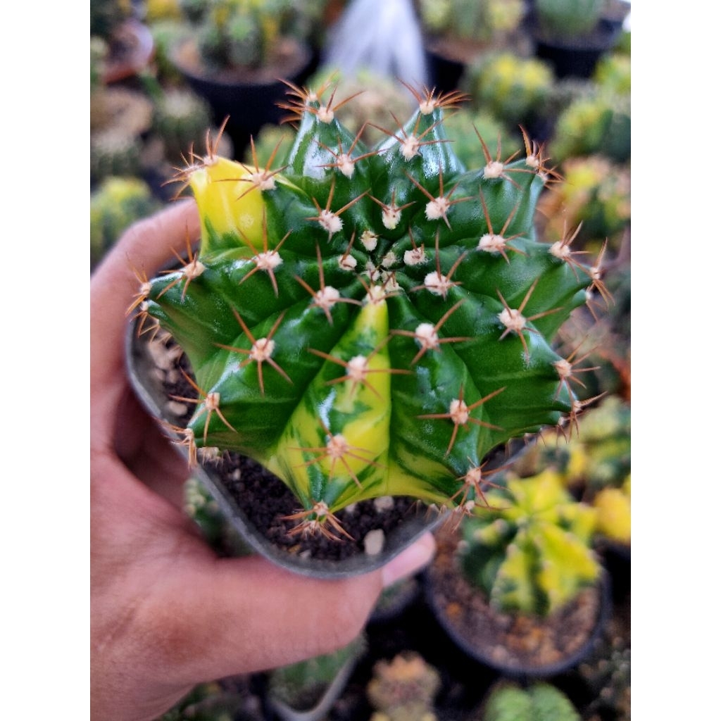 MIHA HYBRID VARIGATA DI POT 8CM SEEDLING//AURORA X MIHA VARIGATA //KAKTUS//KAKTUS LUCU//KAKTUS HIAS/