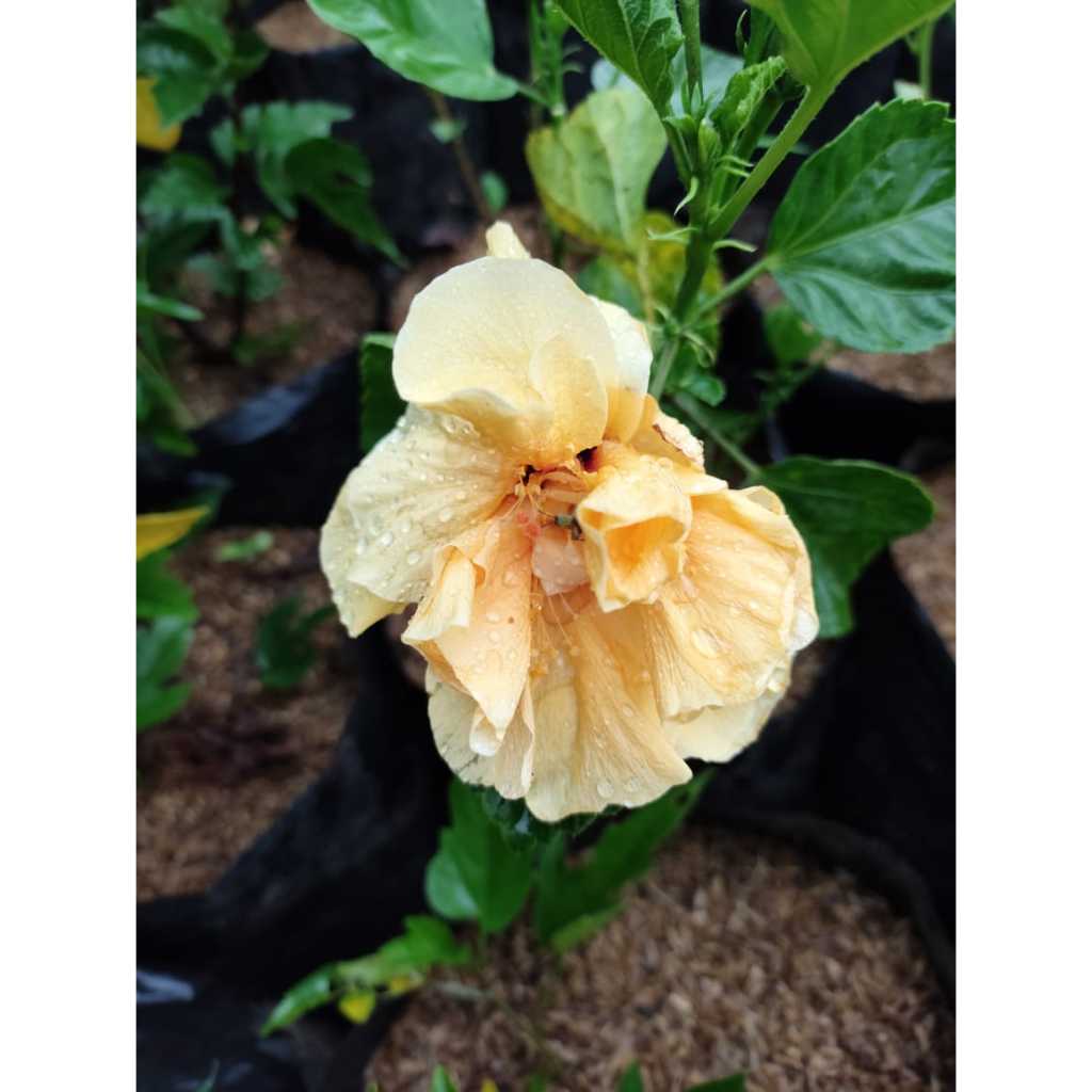 Pohon bunga sepatu hibicus bunga tumpuk warna orange / bunga sepatu bangkok import