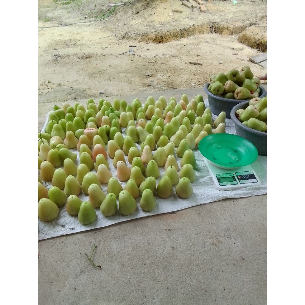 jambu madu deli hijau