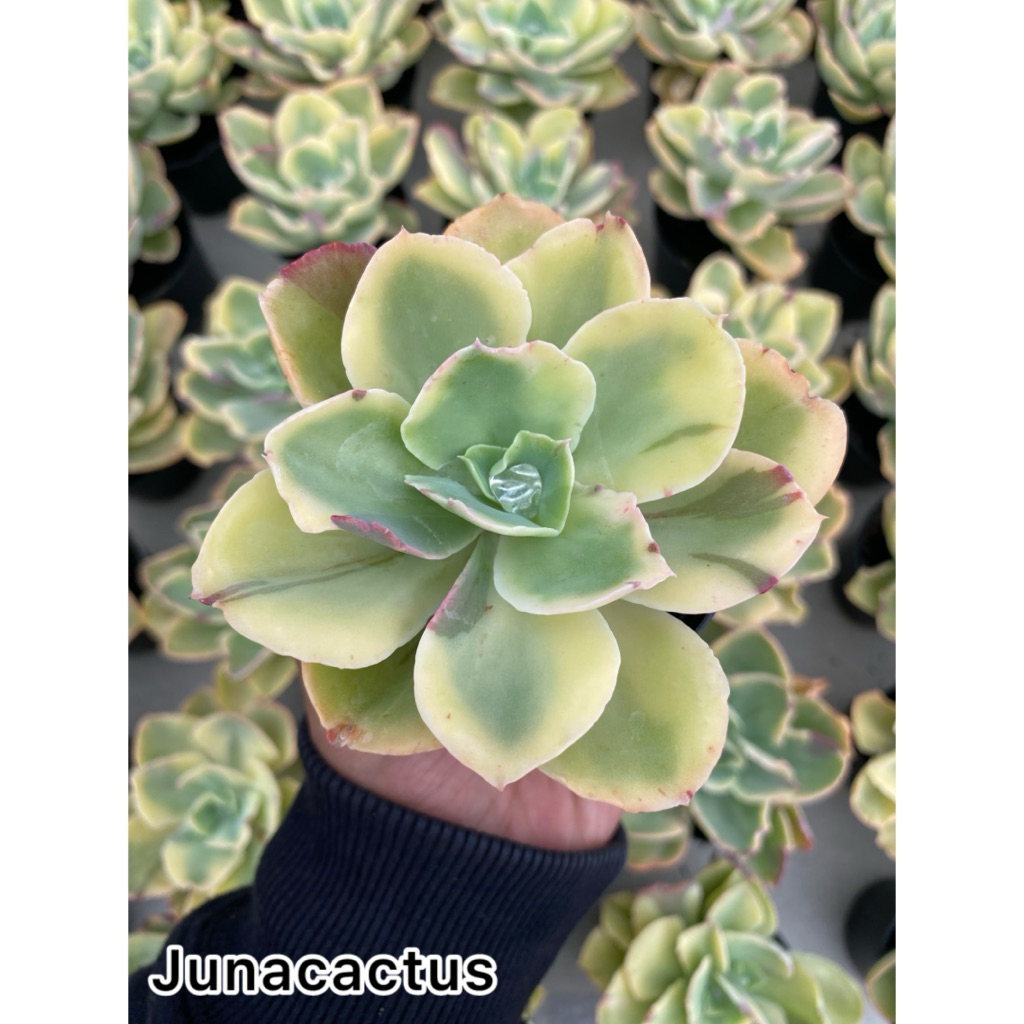 Echeveria Shaviana Yellow Claw