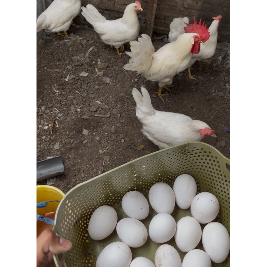 Telur Tetas Ayam White Leghorn