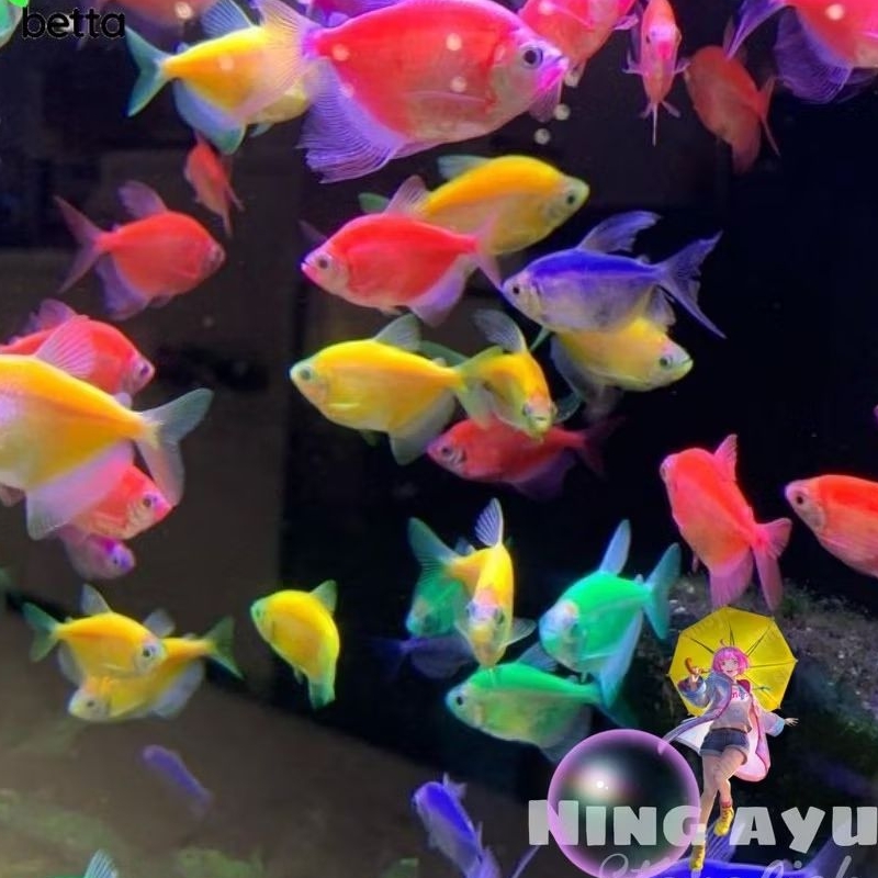 [BERGARANSI] Ikan Hias Glofish Tetra Size S Glowfish Tetra Ikan Warna Warni Ikan Glow In The Dark Hi