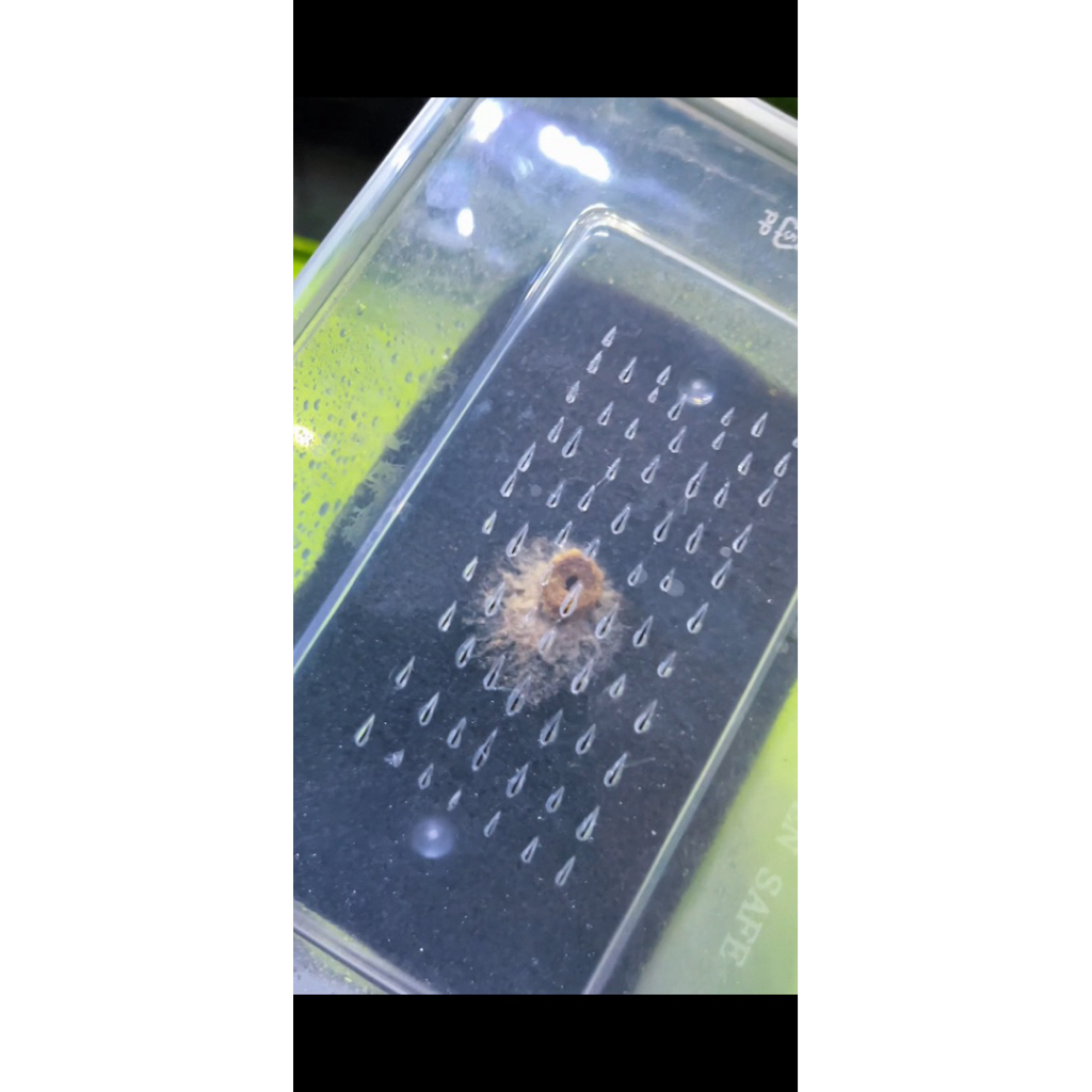 stiker GW grindal worm