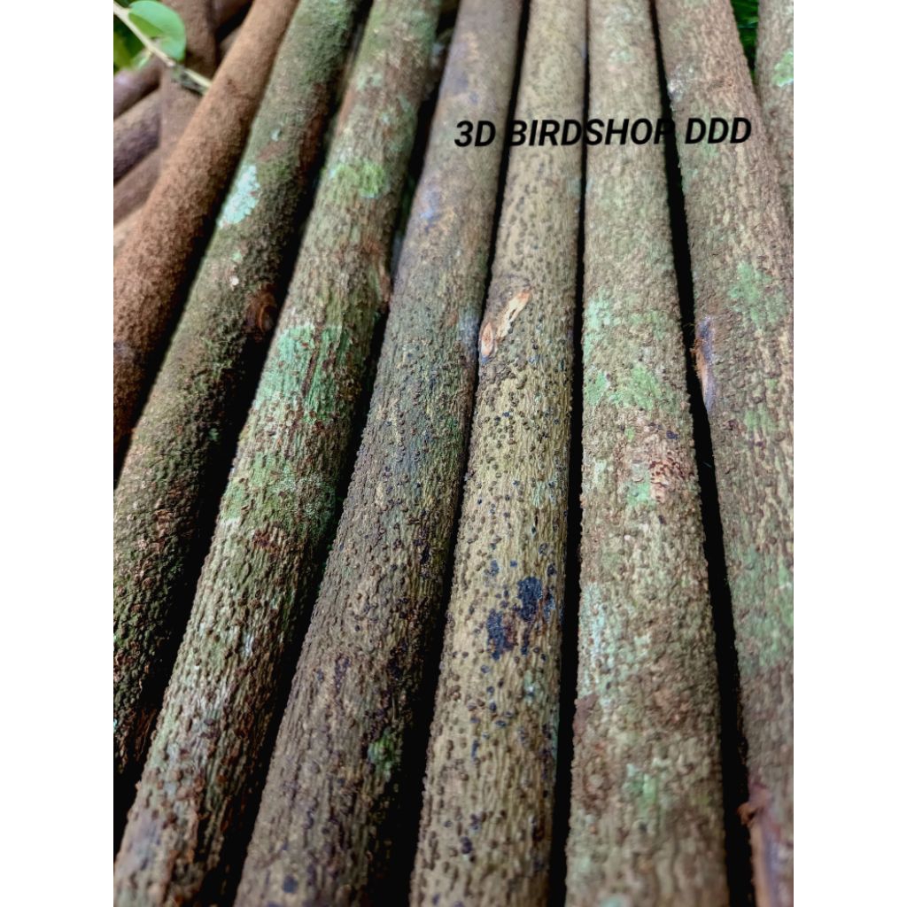 TANGKRINGAN ASEM BALI KEPODANG, JALAK, POKSAY, WAMBI PANJNG 63CM