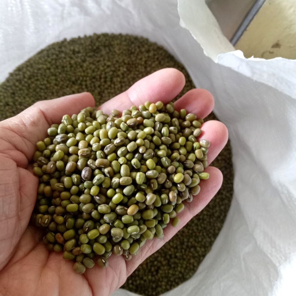 Kacang Hijau BTR 888 Super Toge Kemasan 1 Kg
