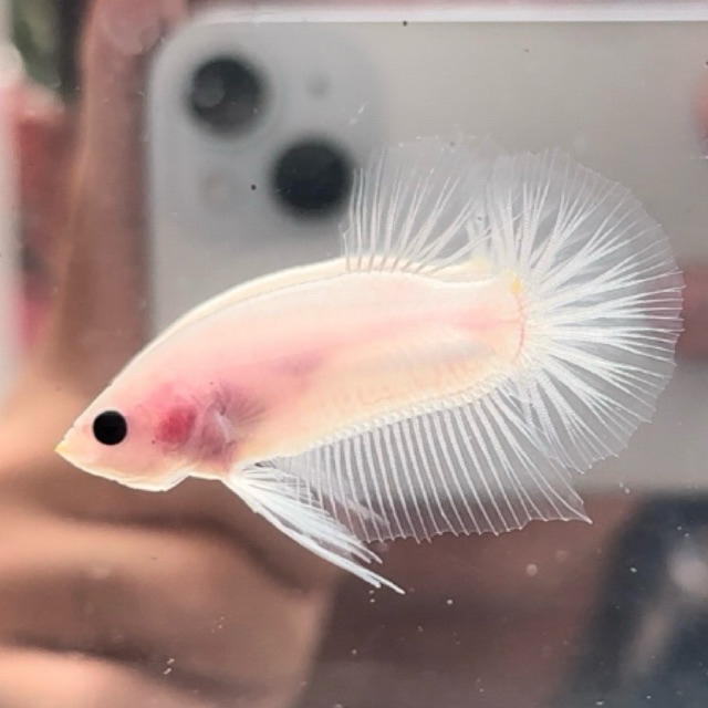 cupang satu pasang |cupang bagus