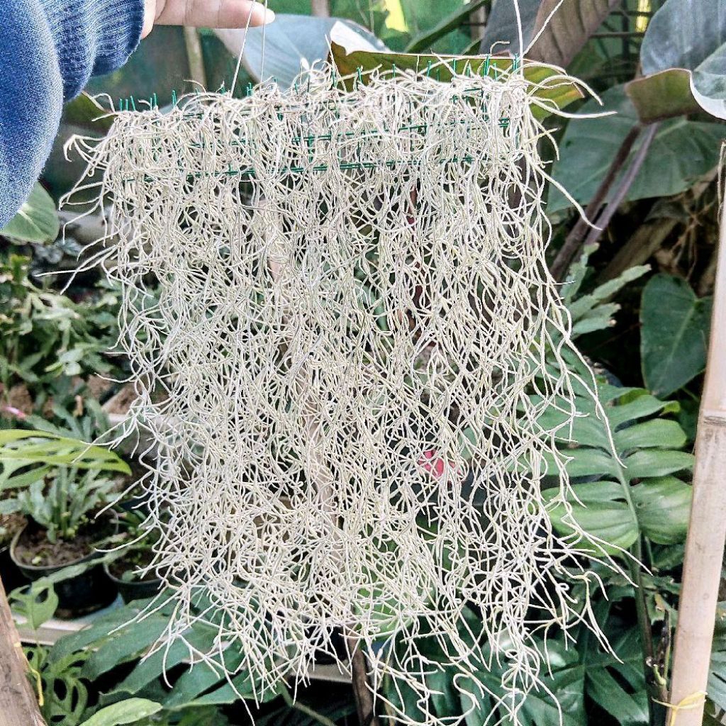 Tillandsia Usneoides Spanish Moss