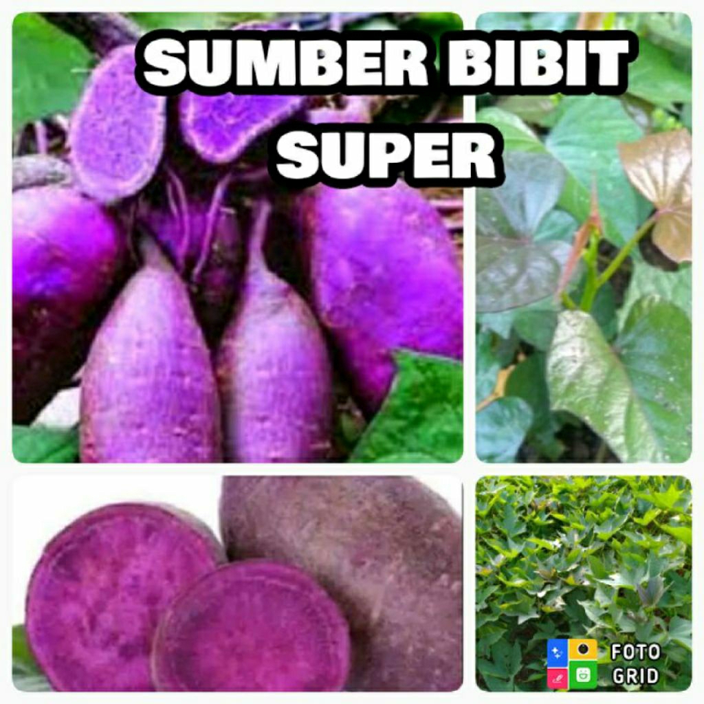 Bibit Ubi jalar ungu Super