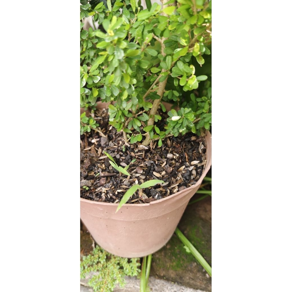 saeng simbur super mikro daun bulat