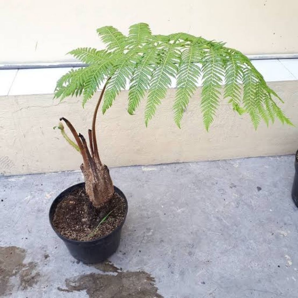 Tanaman Pakis Monyet/Tanaman Pakis Monyet