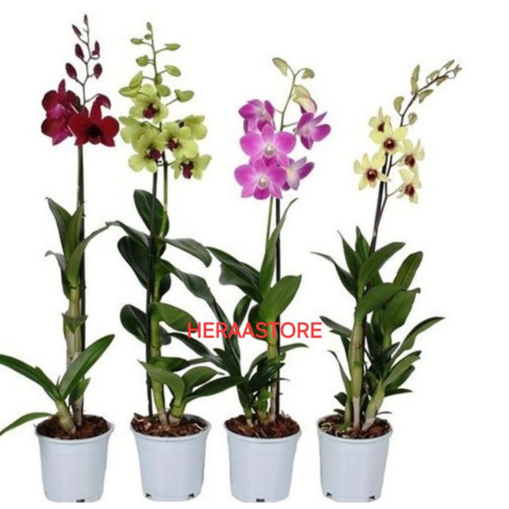 PROMO ANGGREK DENDROBIUM DEWASA / BUNGA ANGGREK DENDROBIUM DEWASA ( BISA COD )
