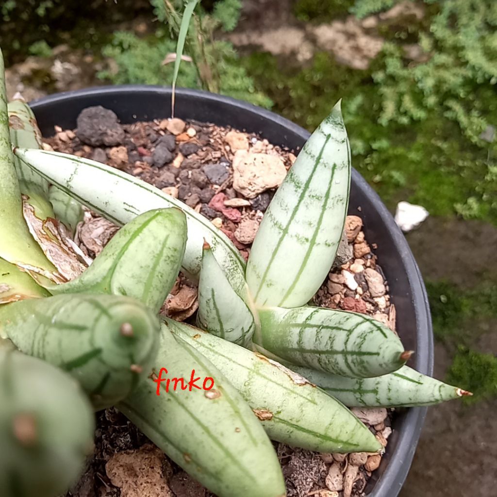 sansevieria hybrid boncel silver, ex. Thai