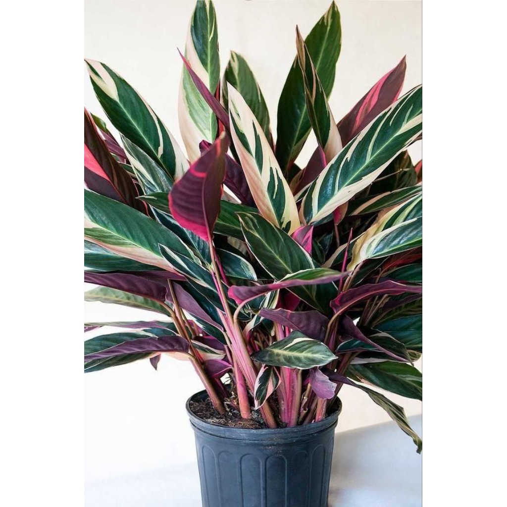 Tanaman Calathea Triostar atau Calathea Multicolor.