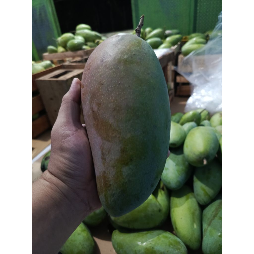 Mangga kiojay thailand