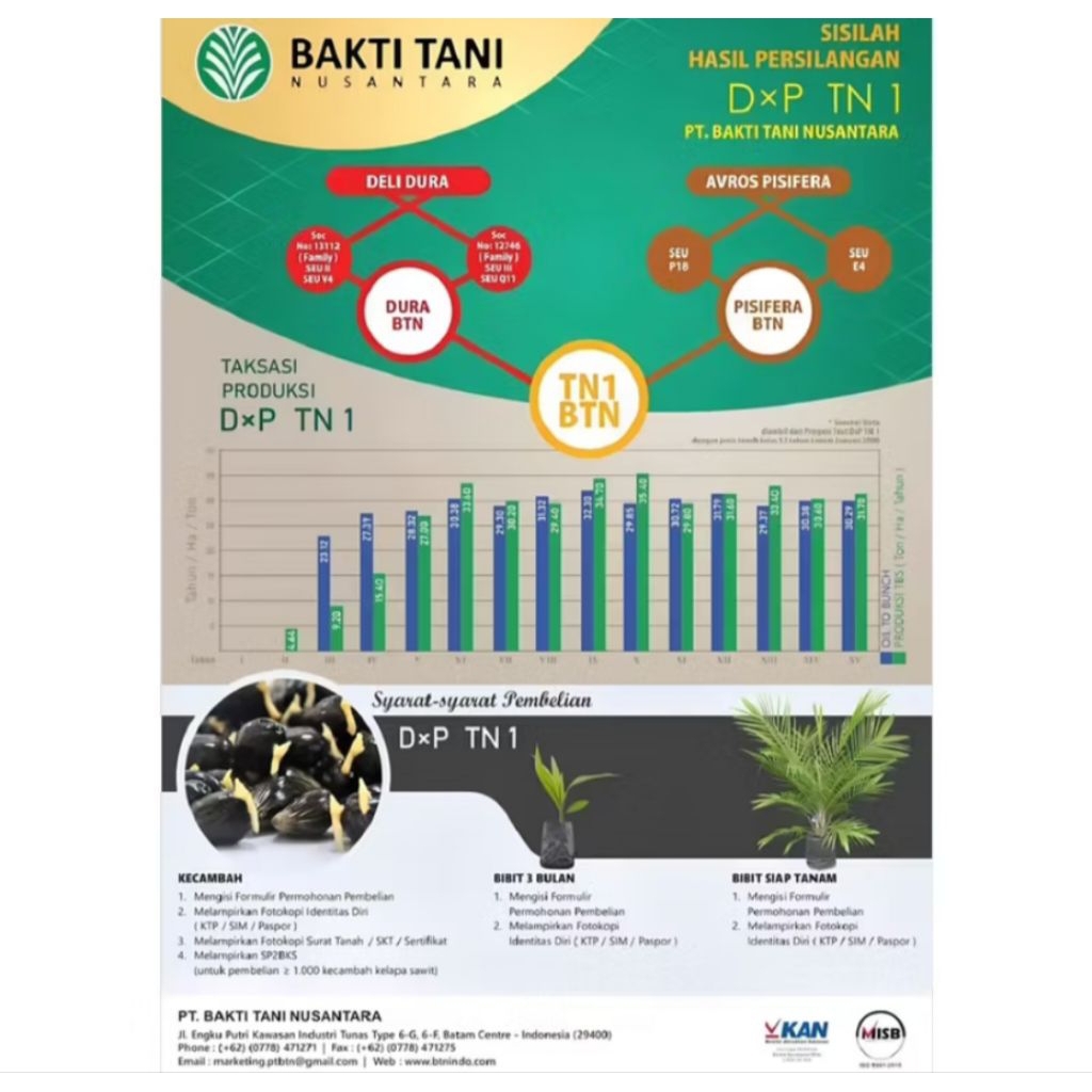 Harga 6000/butir Benih Sawit TN1 unggul