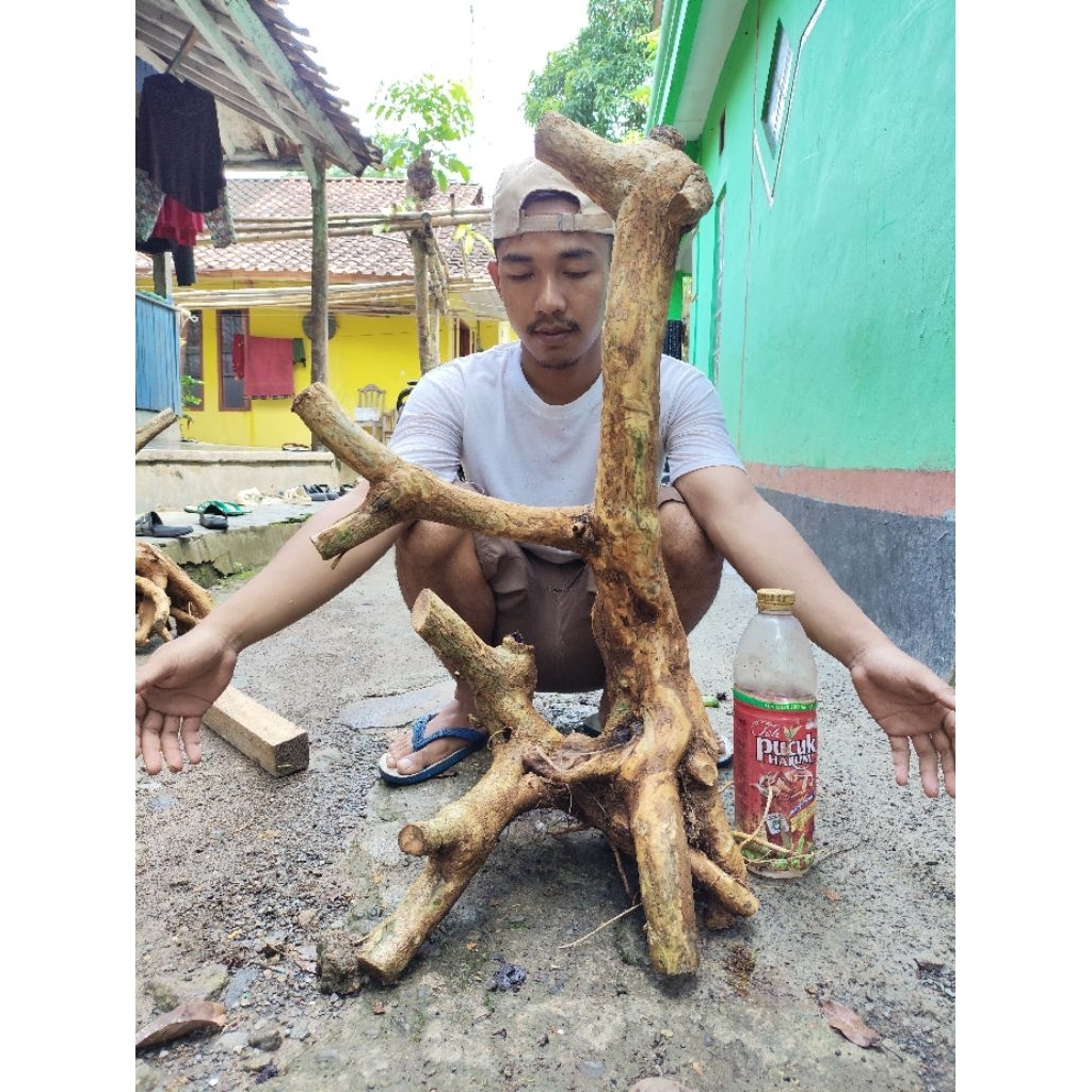 bahan dongkelan wahong gunung semi taman murah