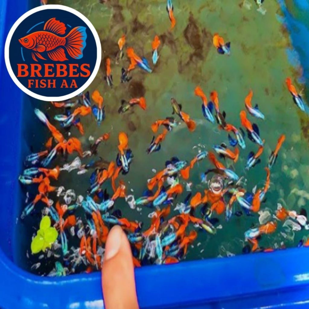 Hiasan Aquarium Platinum Red Tail Dumbo Ear (PRTDE) Bergaransi + Double Packing