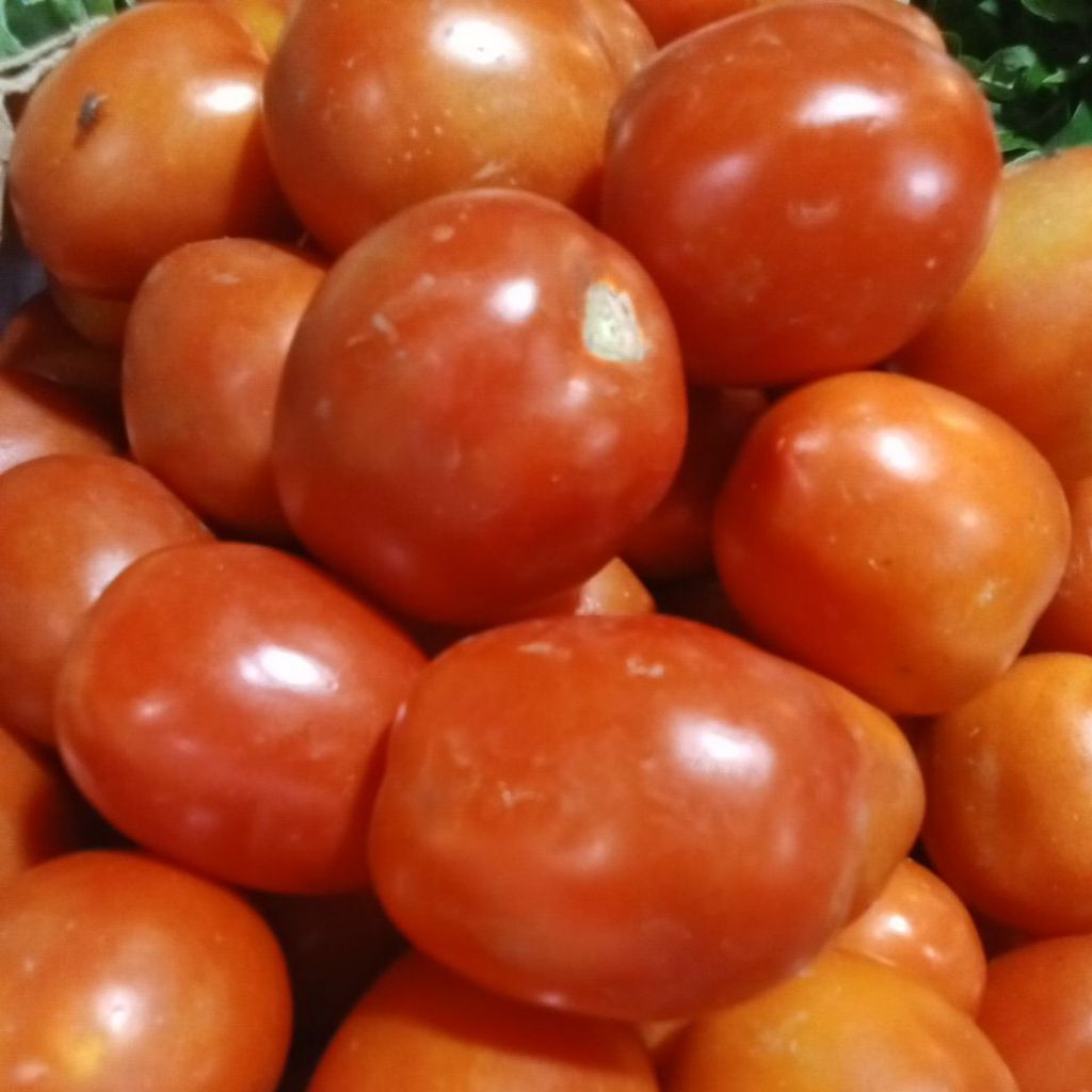 Tomat besar (Tomat APEL)