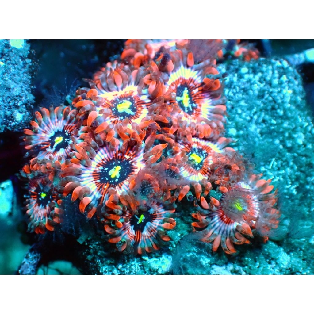 zoa blue agave ( colony )