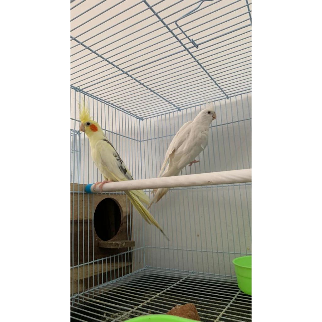 PROMO Burung Falk Australia Sepasang