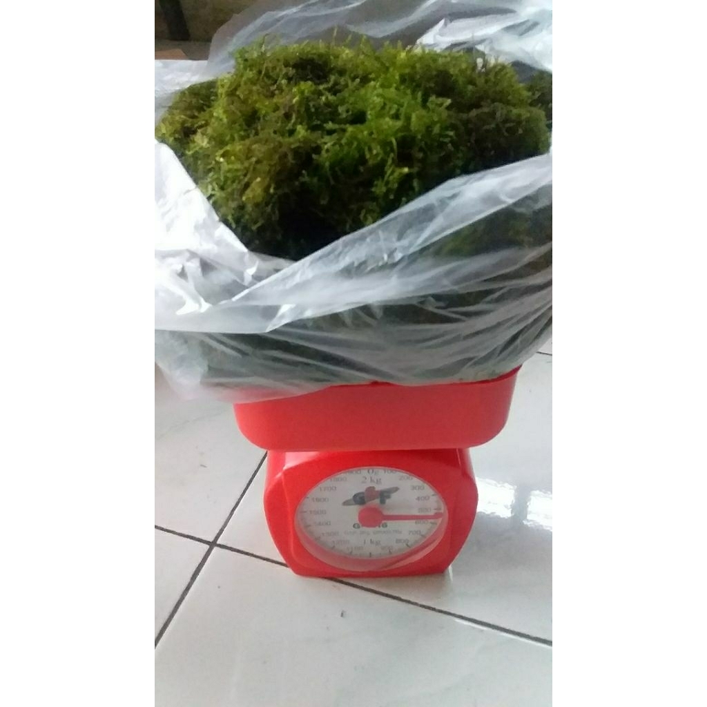 Java moss