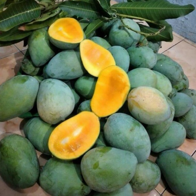 MANGGA HARUM MANIS/ GADUNG FRESH 1kg MENTAH
