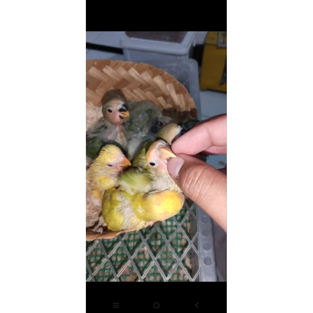 LOLOHAN LOVEBIRD NONKLEP