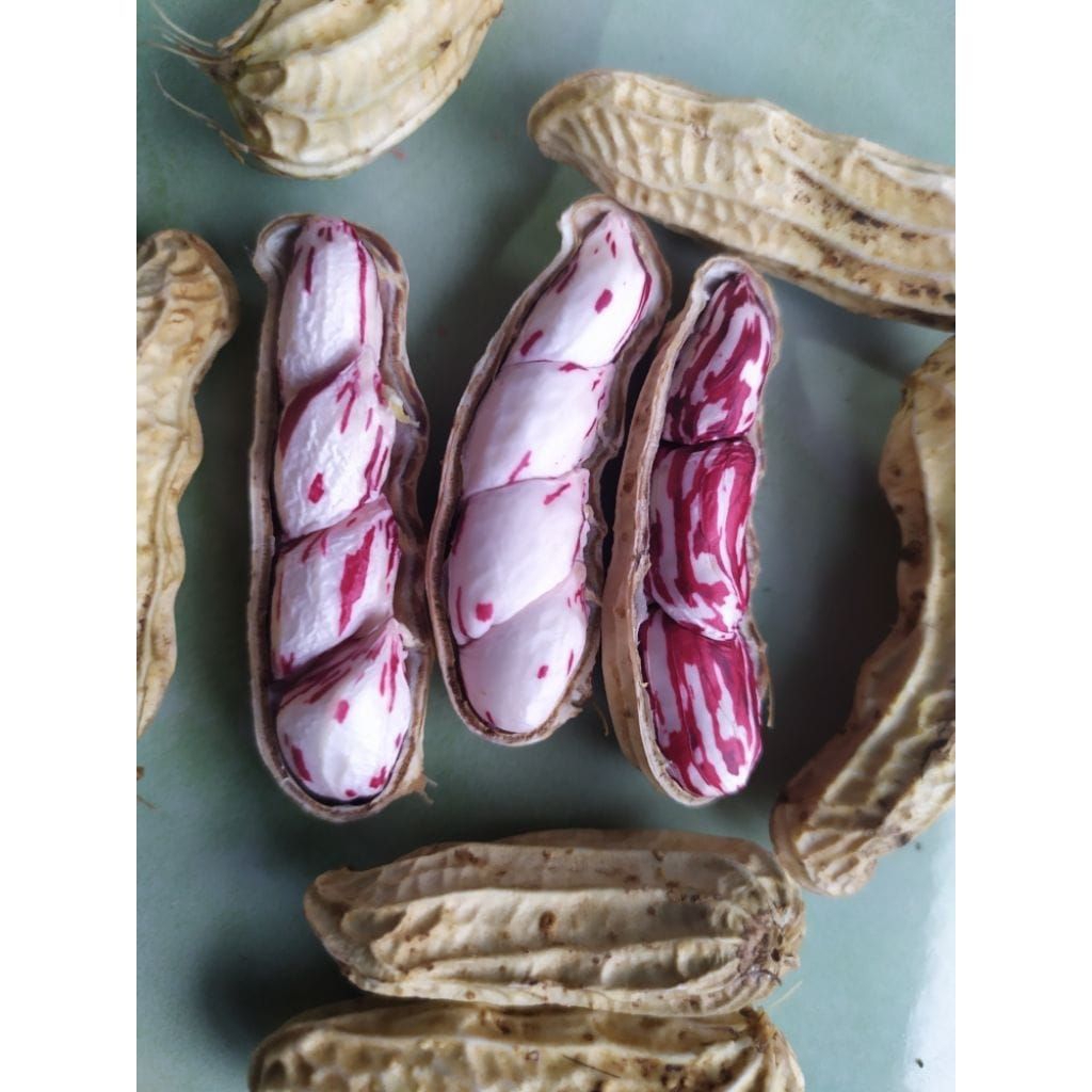 kacang tanah/kacang madu lurik 1kg(kotor)